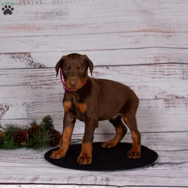 Jade, Doberman Pinscher Puppy